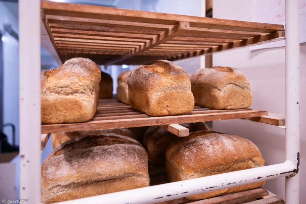 Brood
